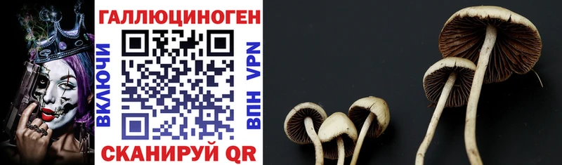 Псилоцибиновые грибы прущие грибы hydra как войти Свободный